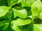 daun-beluntas-Pluchea-indica.jpg