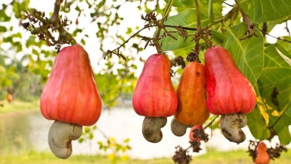 9 Manfaat Menarik Mengonsumsi Jambu Monyet bagi Kesehatan, Tak Hanya Metenya Aja yang Lezat