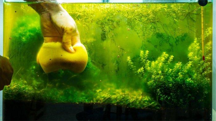Akuarium berlumut harus segera dibersihkan.