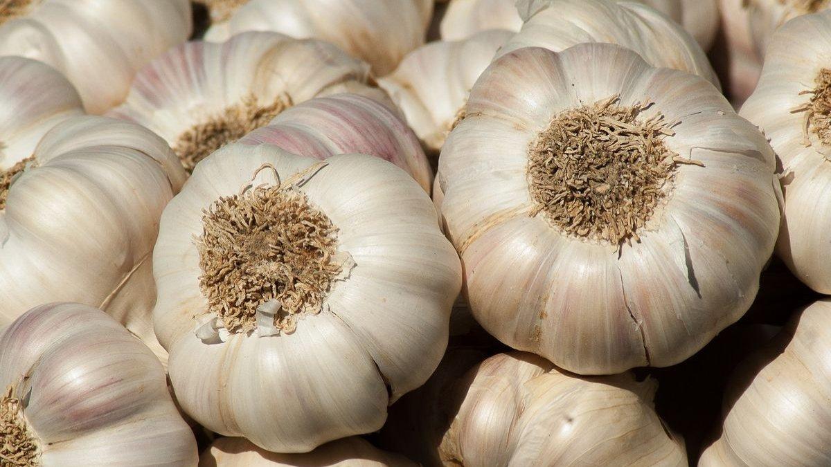 Bawang Putih bisa menjadi salah satu bahan alami untuk mengatasi hama tanaman.