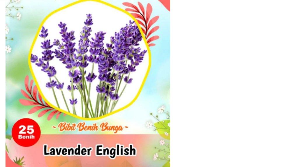 Benih Bunga Lavender English Heirloom Premium