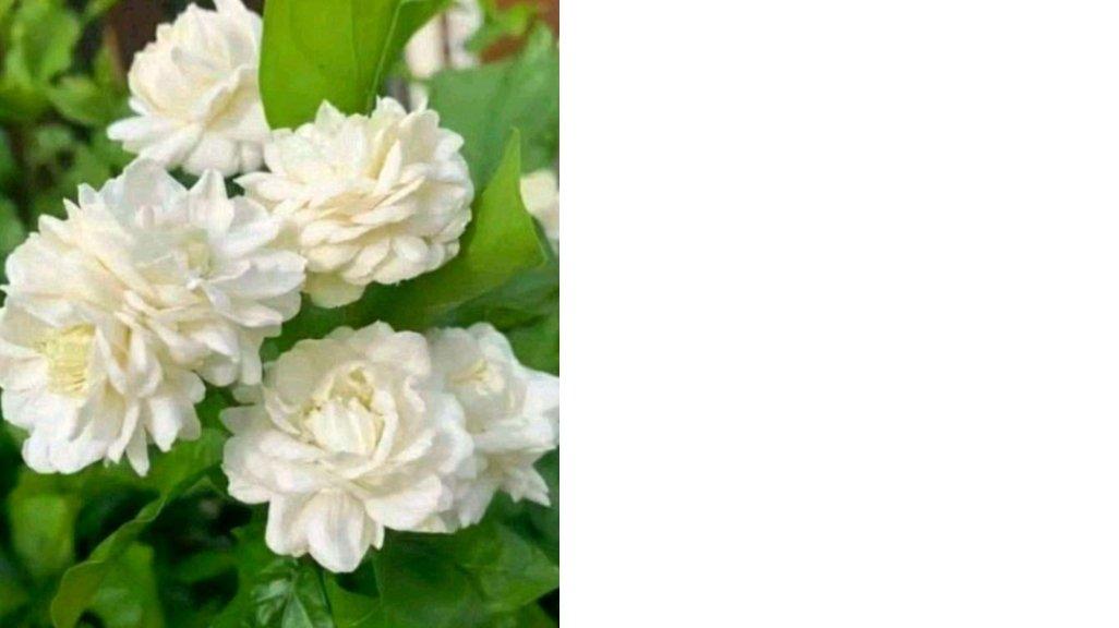 Bibit Bunga Melati Wangi