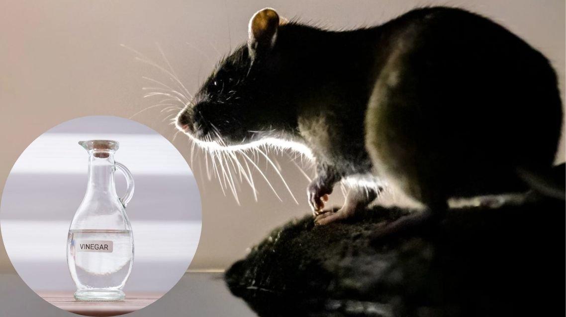 Tanpa Obat Kimia, Ini Cara Alami Hilangkan Bau Kencing Tikus di Plafon Rumah