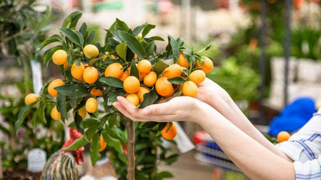 Ilustrasi Citrus Mini