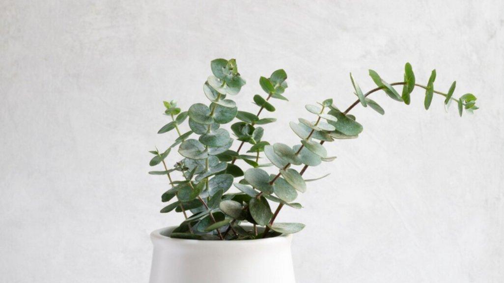 Ilustrasi Eucalyptus