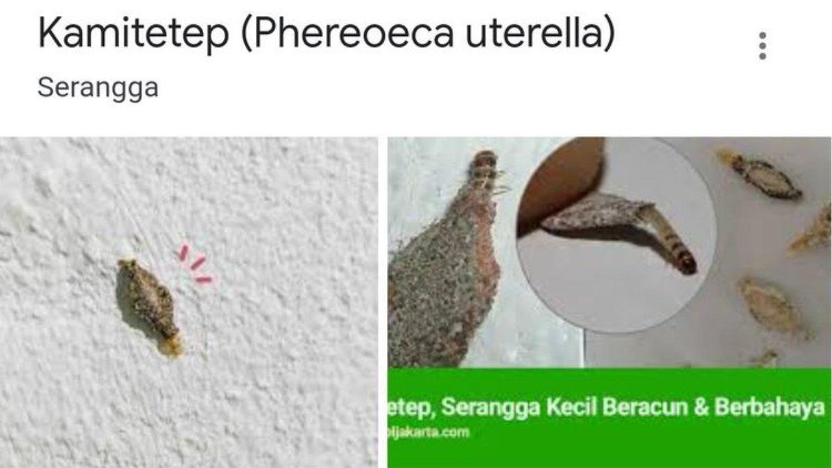 Ilustrasi kamitetep, serangga kecil yang sering ditemukan di dinding dan plafon.