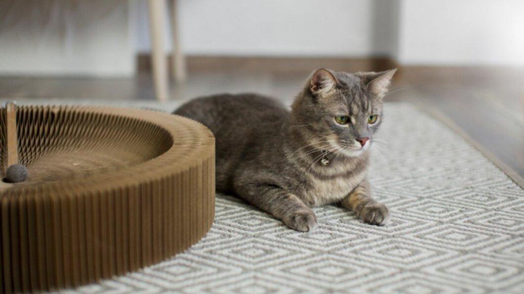 Ilustrasi kucing peliharaan di rumah.