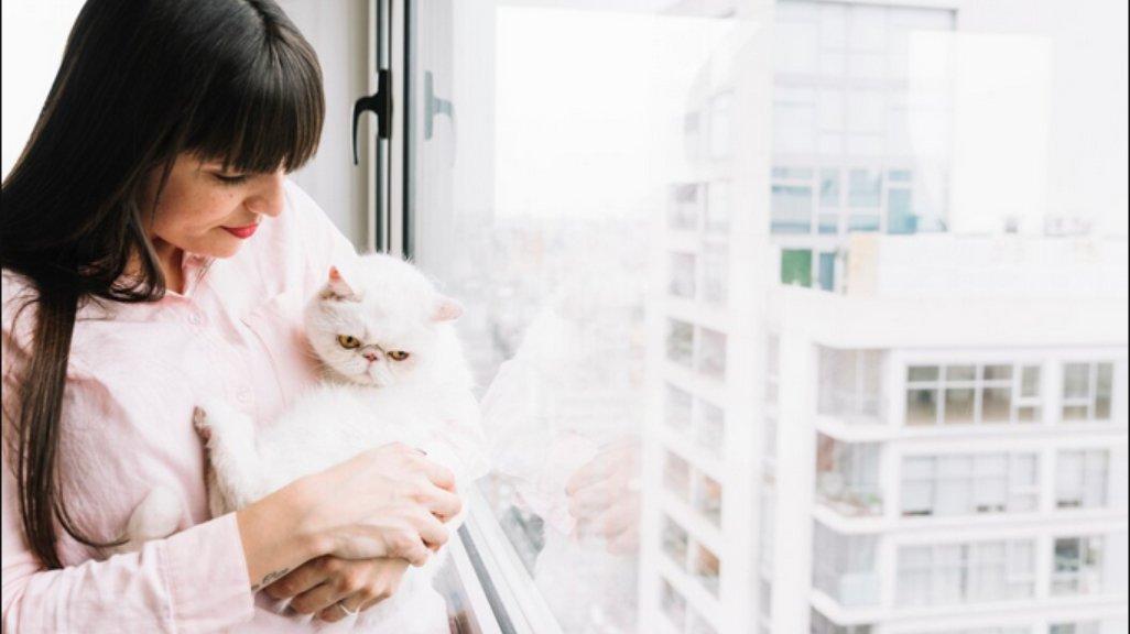 Ilustrasi kucing peliharaan di rumah.