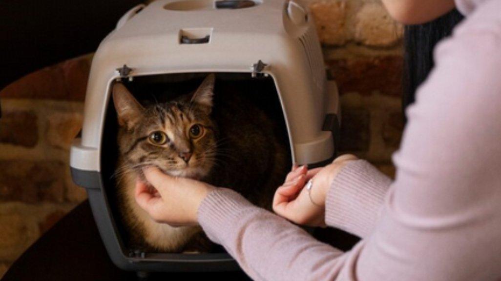 Ilustrasi kucing peliharaan.