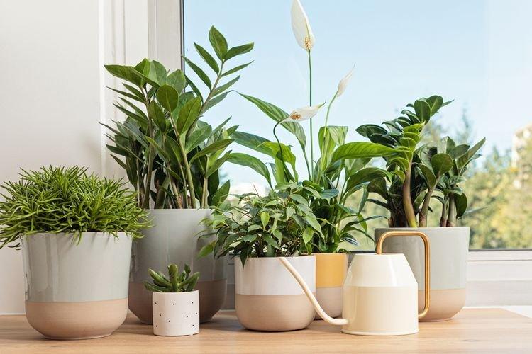Ilustrasi meletakkan berbagai tanaman indoor di dalam rumah, ada peace lily hingga sirih gading.