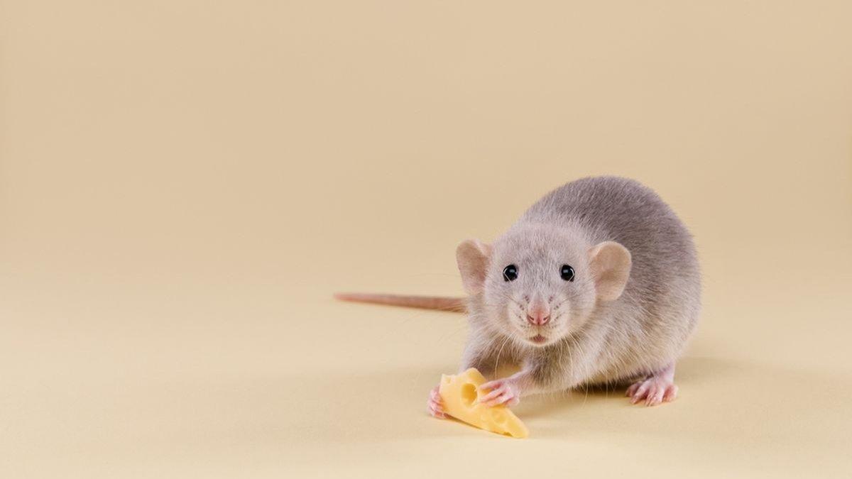 Tikus yang berkeliaran di rumah bisa kamu usir dengan berbagai aroma dari bumbu dapur ini.