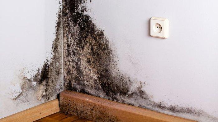 7 Cara Mengatasi Jamur di Dinding Rumah dan Mencegahnya Muncul Lagi