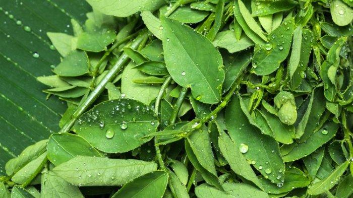 Daun katuk sebagai asi booster alami