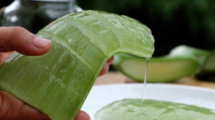 Gel lidah buaya bisa dimakan dan punya banyak khasiat untuk kulit.