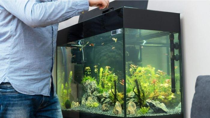 Ilustrasi memberi pakan ikan di akuarium