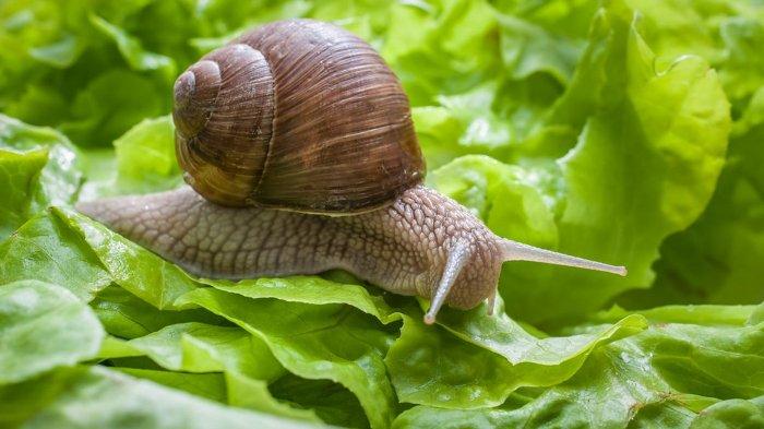 5 Tips Mengusir dan Mencegah Keberadaan Siput Serta Bekicot di Halaman Rumah