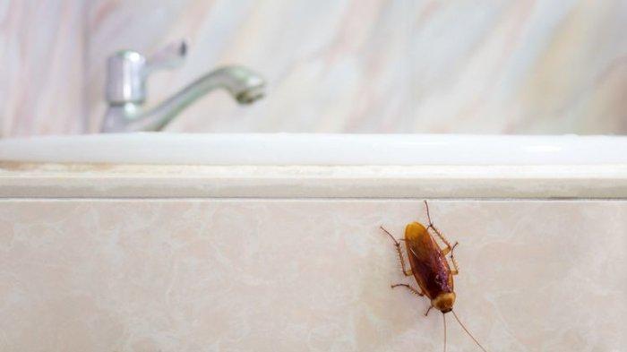 5 Cara Ampuh Mengusir Kecoa di Kamar Mandi, Dijamin Gak Bakal Muncul Lagi