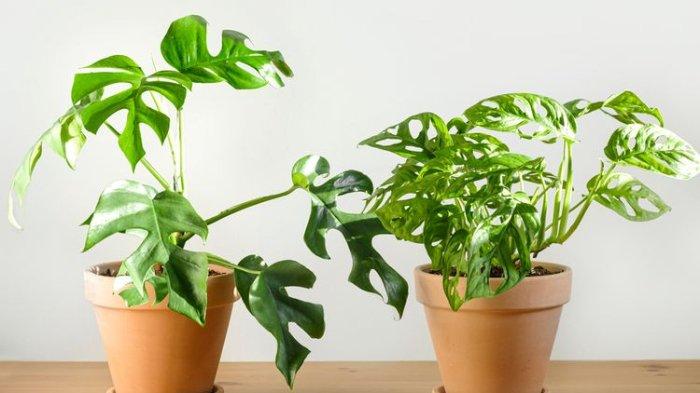 5 Jenis Tanaman Indoor untuk Menyegarkan Udara Ruang, Termasuk Monstera dan Lidah Mertua