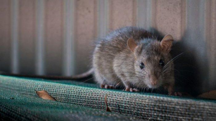 6 Cara Mengusir Tikus di Plafon Tanpa Racun, Aman Tanpa Merusak Permukaan Langit-langit
