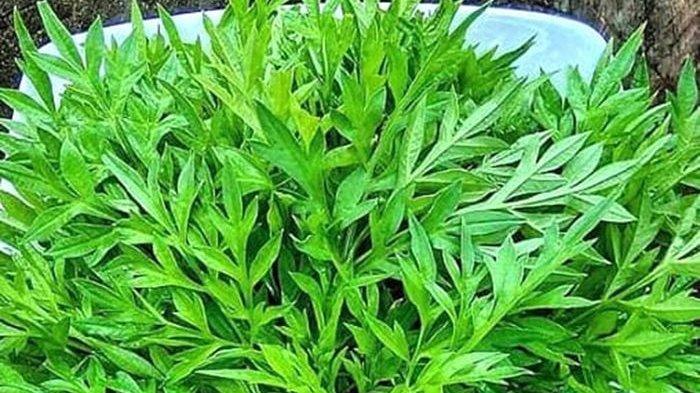 Rutin Konsumsi Daun Kenikir Mulai Sekarang, Dapatkan 8 Manfaat Menakjubkan Ini Bagi Kesehatan