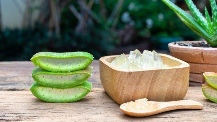 Lidah buaya adalah bahan alami yang bisa kamu coba untuk perawatan kulit