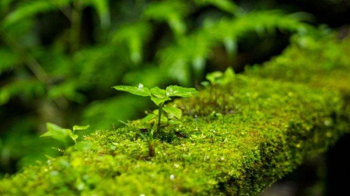 Awas Lumut di Teras Bikin Licin, Atasi dengan 5 Tips Ini