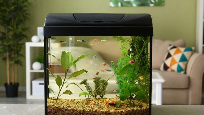 Supaya selalu bening dan bebas lumut maupun kerak, bersihkan akuarium secara rutin, bisa memanfaatkan jeruk nipis dan soda kue