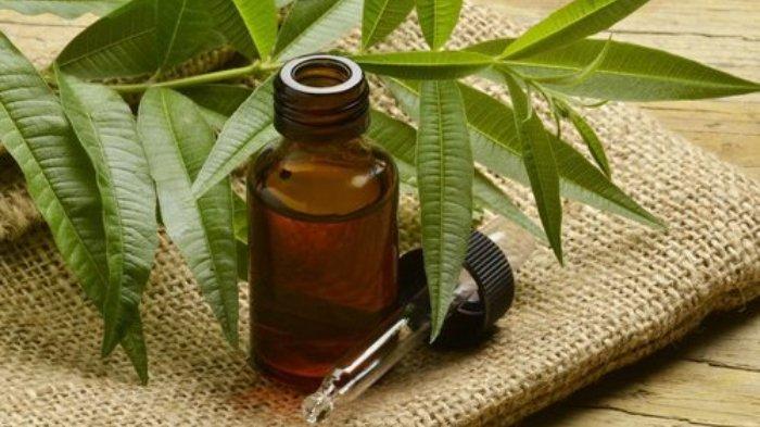 Tea Tree Oil bisa menjadi salah satu cara untuk menyembuhkan herpes