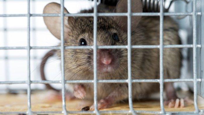 5 Rekomendasi Perangkap Tikus Andal, Praktis Menangkap Tanpa Racun Berbahaya