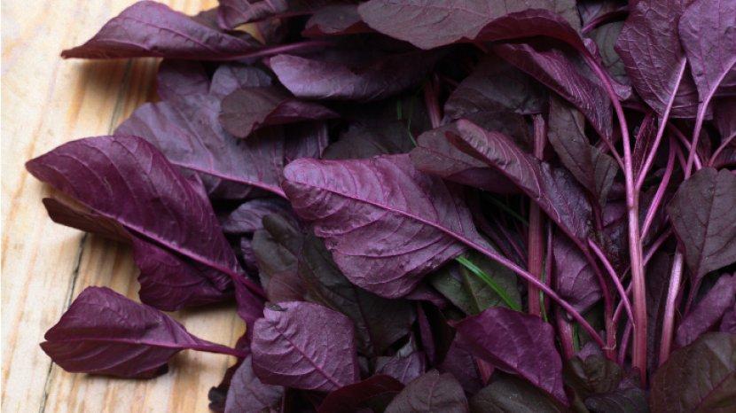 10 Manfaat Bayam Merah untuk Tubuhmu, Kaya Nutrisi dan Vitamin