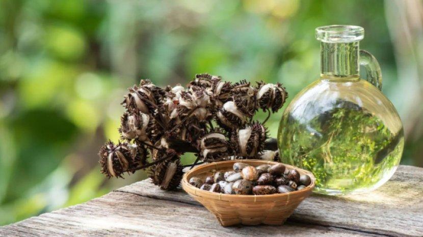 5 Manfaat Castor Oil atau Minyak Jarak untuk Kulit Wajahmu