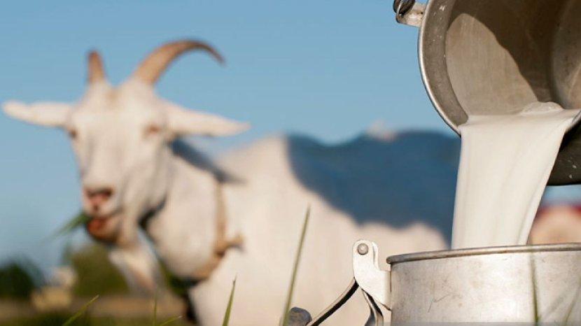 5 Khasiat Minum Susu Kambing Secara Rutin untuk Tubuh, Salah Satunya Bisa Memperlancar Pencernaan