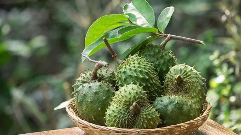 7 Manfaat Daun Sirsak untuk Kesehatan, Bisa Mengobati Sakit Maag