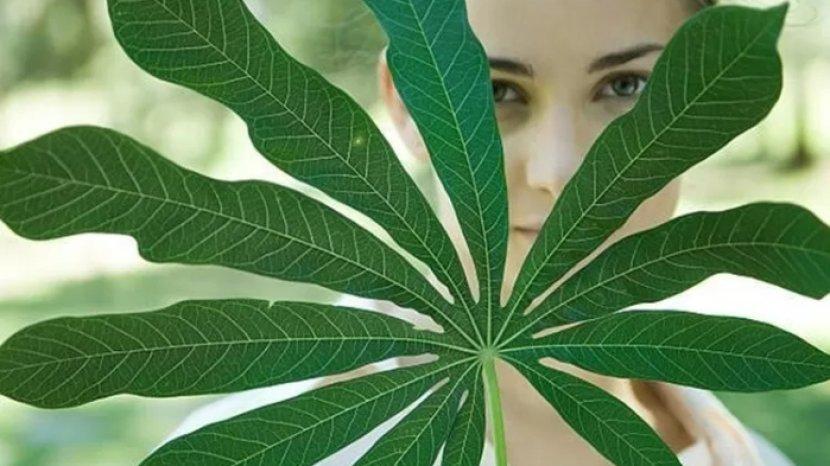 7 Khasiat Daun Singkong untuk Kesehatan, Tak Hanya Lezat Dibikin Sayuran saja