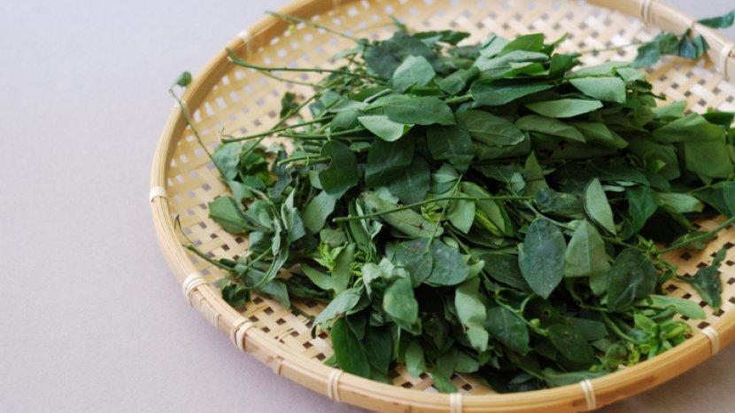 7 Khasiat Daun Katuk Ini Bisa Didapatkan Jika Rutin Mengonsumsinya, Apa Saja?