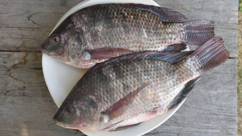 7-manfaat-ikan-mujair-untuk-kesehatan-tubuh-benarkah-bisa-turunkan-tekanan-darah-tinggi.jpg