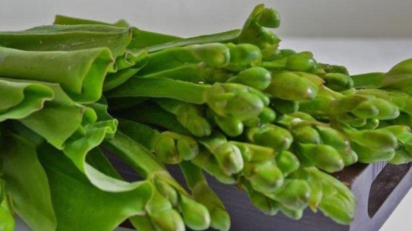 Daun Genjer Bukan Hanya Rasanya yang Lezat saat Ditumis, ini 9 Khasiatnya Buat Kesehatan