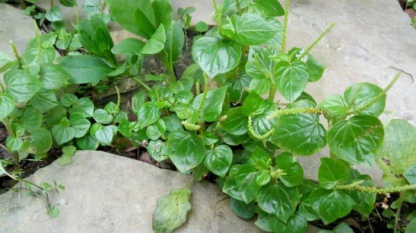 9 Manfaat Daun Sirih Cina untuk Kesehatan Tubuhmu, Bisa Obati Asam Urat