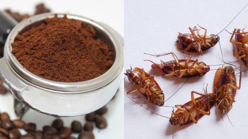 Berkat-aroma-dan-kandungan-di-dalamnya-bubuk-kopi-bisa-bantu-usir-kecoa-secara-lebih-mudah.jpg