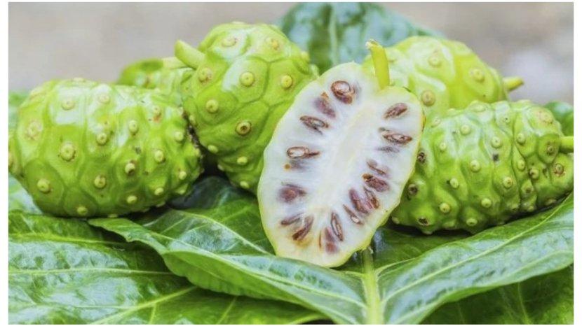 Buah-mengkudu-bisa-jadi-masker-alami.jpg