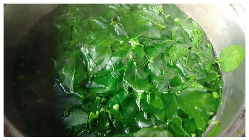 Daun-katuk-sangat-baik-dikonsumsi-karena-menyimpan-banyak-nutrisi.jpg