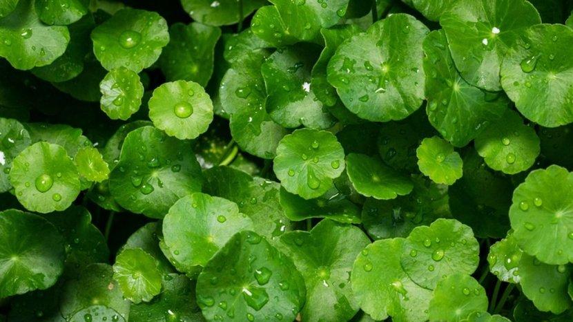 Daun-pegagan-atau-centella-asiatica.jpg
