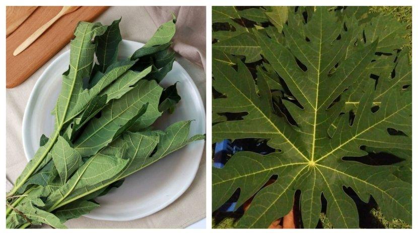 10 Manfaat Daun Pepaya untuk Kecantikan dan Kesehatan, Si Pahit yang Kaya Nutrisi