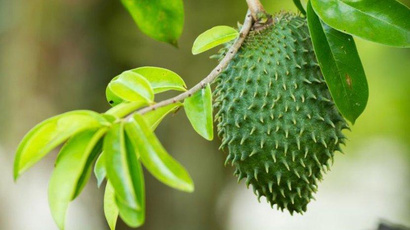 Daun-sirsak-mengandung-zat-perangsang-yang-mengeluarkan-aroma-yang-tidak-disukai-tikus.jpg
