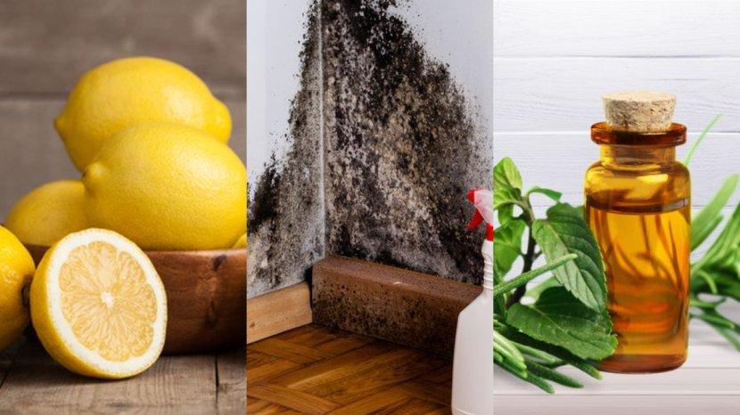 Dinding-yang-berjamur-bisa-dibersihkan-secara-tuntas-dengan-tea-tree-oil-dan-lemon.jpg