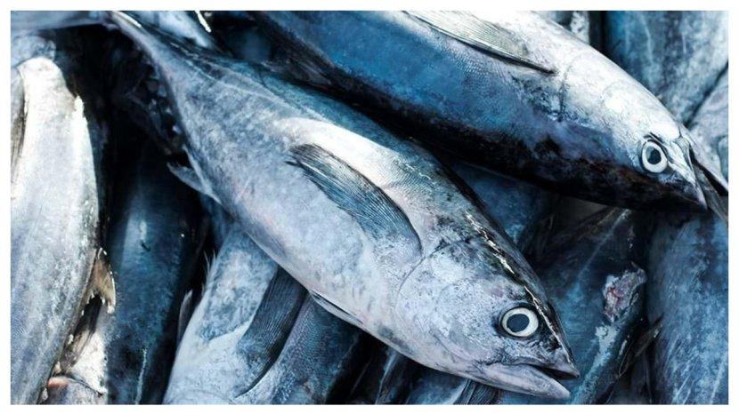 10 Manfaat Ikan Tuna jika Dikonsumsi Rutin Ternyata Menakjubkan