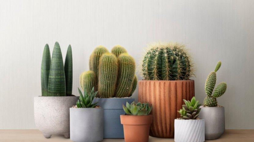 8 Tanaman Hias Penangkal Radiasi WiFi, TV hingga Gadget