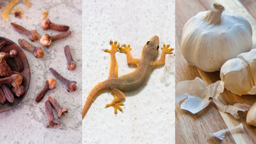 Ilustrasi-bawang-putih-dan-cengkeh-yang-bisa-membantu-mengusir-cicak-di-rumah.jpg