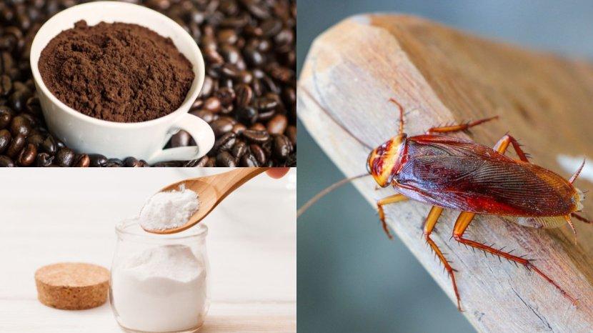 Ilustrasi-bubuk-kopi-dan-baking-soda-yang-bisa-bantu-usir-kecoa.jpg