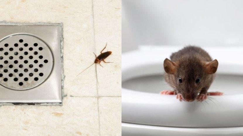 Ilustrasi-kecoa-dan-tikus-yang-sering-berkeliaran-di-kamar-mandi.jpg